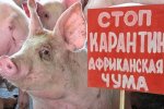О регистрации Африканской чумы свиней!